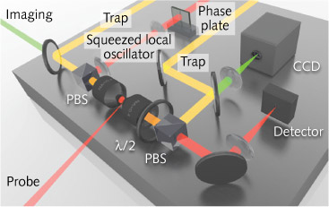 The experimental setup used to track and image subcellular structures within yeast cells uses amplitude-squeezed light from a local oscillator and a probe source. Trapping fields (yellow) manipulate the particles, which are also visualized on a CCD camera via an imaging field (green). PBS = polarizing beam splitter; &lambda;/2 = half-wave plate.
