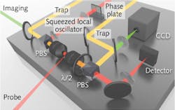The experimental setup used to track and image subcellular structures within yeast cells uses amplitude-squeezed light from a local oscillator and a probe source. Trapping fields (yellow) manipulate the particles, which are also visualized on a CCD camera via an imaging field (green). PBS = polarizing beam splitter; λ/2 = half-wave plate. The experimental setup used to track and image subcellular structures within yeast cells uses amplitude-squeezed light from a local oscillator and a probe source. Trapping fields (yellow) manipulate the particles, which are also visualized on a CCD camera via an imaging field (green). PBS = polarizing beam splitter; λ/2 = half-wave plate.