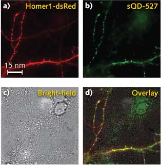 A labeling specificity experiment shows (a) a fluorescent image of a neuron expressing a red-colored label (red fluorescent protein) and (b) a 527 nm green-colored sQD label. A bright-field image (c) of this same region shows a field of view covered with neurons. An overlay of the two colored regions (d) shows that the sQD labeling is highly specific to the transfected neuron and that very few sQDs were found on untransfected neurons or on the cover glass.