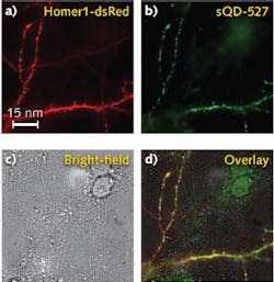 A labeling specificity experiment shows (a) a fluorescent image of a neuron expressing a red-colored label (red fluorescent protein) and (b) a 527 nm green-colored sQD label. A bright-field image (c) of this same region shows a field of view covered with neurons. An overlay of the two colored regions (d) shows that the sQD labeling is highly specific to the transfected neuron and that very few sQDs were found on untransfected neurons or on the cover glass. A labeling specificity experiment shows (a) a fluorescent image of a neuron expressing a red-colored label (red fluorescent protein) and (b) a 527 nm green-colored sQD label. A bright-field image (c) of this same region shows a field of view covered with neurons. An overlay of the two colored regions (d) shows that the sQD labeling is highly specific to the transfected neuron and that very few sQDs were found on untransfected neurons or on the cover glass.