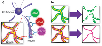 Joint tagging involves low densities of multiple types of quantum dots (a) compared to single tagging, which involves ultra-high densities of a single type (b). SOFI processing completes the operation.