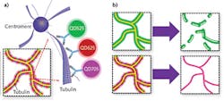 Joint tagging involves low densities of multiple types of quantum dots (a) compared to single tagging, which involves ultra-high densities of a single type (b). SOFI processing completes the operation.