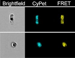 Diatom Biosensor 2 Diatom Biosensor 2