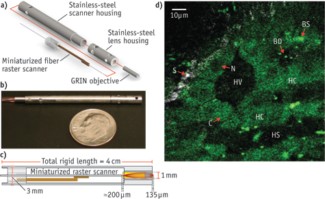FIGURE 1. Three-millimeter OD raster scanning endoscope components and setup. (a) Mechanical assembly of the endoscope components; (b) photograph of the prototype; (c) optical path of the internal components of the distal end; and (d) unaveraged, unstained multiphoton endoscope image of in vivo rat liver located approximately 20 &mu;m below organ surface. The pseudo-color image shows grey SHG signal (less than 405 nm) and green intrinsic fluorescent emission (420 to 690 nm). Visible are 20- to 30-&mu;m-diameter hepatocytes with a dark, 5- to 10-&mu;m-diameter nucleus (N) and bright surrounding cytoplasm (C), hepatic chords (HC) composed of chains of hepatocytes, and a hepatic sinusoid (HS)&mdash;the blood-filled space between hepatic chords, bile ductile (BD), bile salts (BS), septa (S)&mdash;a fine fibrillar connective tissue that covers the surface of the hepatocytes, and a hepatic venule (HV).