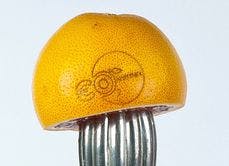 Fruit Labeling 2 Fruit Labeling 2