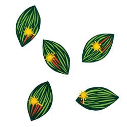 Mitoticspindle1 250 Mitoticspindle1 250