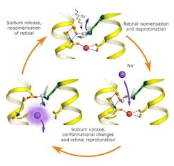 Optogenetics 4 Web Optogenetics 4 Web