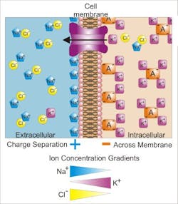 Optogenetics Web Optogenetics Web