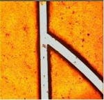 Pennwell web 150 145 Pennwell web 150 145