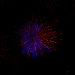 Pennwell web 257 257