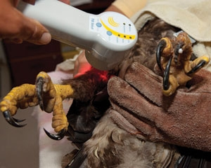 Pennwell web 300 240