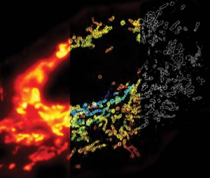 FIGURE 1. The mitochondrial outer membrane protein Tom20, labeled in a mammalian cell, as seen using conventional microscopy (left); in 3D using STORM, with z-dimension information coded according to the color bar (middle); and an XY cross section of the STORM image (right).