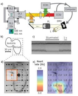 FIGURE 3. A microscope layout (a) shows how a sheet of laser light (488 nm or 561 nm) illuminates an embedded zebrafish, S, through objective lens OL1 or OL2. A computer-generated pattern is reflected off the digital micromirror device (DMD) and imaged onto the sample S through the detection lens OL3. The zebrafish heart stops beating (b) when illuminated with orange light and recovers instantaneously afterward (c). The heart was sequentially illuminated with overlapping squares (d), and a false-color image shows the observed atrial heart rate after illumination of 30 sampled areas (e). FIGURE 3. A microscope layout (a) shows how a sheet of laser light (488 nm or 561 nm) illuminates an embedded zebrafish, S, through objective lens OL1 or OL2. A computer-generated pattern is reflected off the digital micromirror device (DMD) and imaged onto the sample S through the detection lens OL3. The zebrafish heart stops beating (b) when illuminated with orange light and recovers instantaneously afterward (c). The heart was sequentially illuminated with overlapping squares (d), and a false-color image shows the observed atrial heart rate after illumination of 30 sampled areas (e).