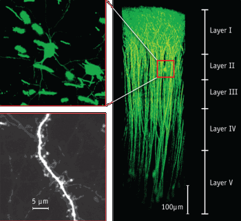 FIGURE 1. The Olympus Fluoview FV1000-MPE multiphoton system with a 60x objective can capture cross-sectional images down to 700 &mu;m from the surface, as shown in these three-dimensionally constructed images of neurons expressing EYFP in the cerebral neocortex of a mouse under anesthesia.