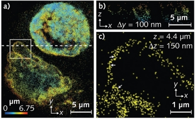 Three-dimensional PALM images of two nuclei containing lamin proteins. Defects in these proteins are responsible for a range of conditions, including muscular dystrophy and premature aging. (a) Shows a projection view of the two nuclei labeled with pa-m Cherry1 lamin B1. Color indicates axial depth. (b) An xz slice along the dotted line. (c) A zoom-in of the boxed region in (a). Arrows indicate regions of the membrane resolved in xy to < 100 nm.