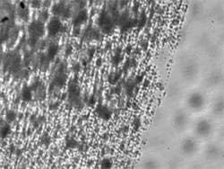 Pennwell web 425 319 Pennwell web 425 319