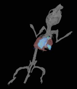 FIGURE 1. Bioluminescent lung metastases as imaged using optical 3D tomography. FIGURE 1. Bioluminescent lung metastases as imaged using optical 3D tomography.