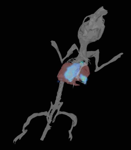 FIGURE 1. Bioluminescent lung metastases as imaged using optical 3D tomography.