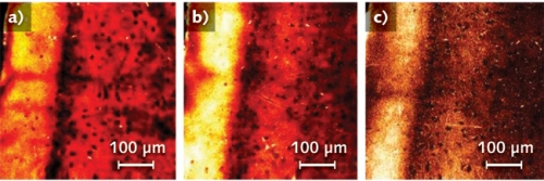 MICROSCOPY/NEUROIMAGING: Third-harmonic Generation Enables Label-free ...