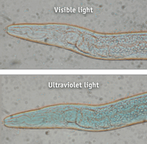 Pennwell web 500 492