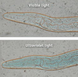 Pennwell web 500 492 Pennwell web 500 492