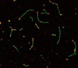 Silver Clusters F2 Enh Web Silver Clusters F2 Enh Web