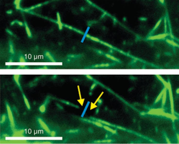 A light-sheet or single-plane illumination microscope (SPIM) with fluorescence-imaging capability combined with a pulsed ablation laser in one instrument can perform imaging and microsurgery in three dimensions. A microtubule is easily targeted and cut (top; blue line). Two seconds after dissection (bottom), the cut region is clearly visible, with minimum impact on the surrounding medium.