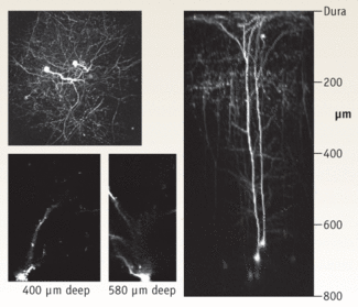 FIGURE 1. This z-axis image was reconstructed from a stack of 160 separate xy image slices, 5 &micro;m apart. It was recorded in vivo from an anesthetized mouse through a glass cranial window using 910 nm two-photon excitation and shows two layer 5 cortical neurons transgenically labeled with GFP. The benefits of high power and optimized pulsewidth can be seen in the z-axis image slice of a cortical neuron of the mouse brain, which has a total depth of 800 &micro;m.