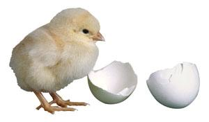 Th 0807bow Endresult01