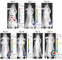Caliper’s Bioware Ultra cell lines express, on average, 1,000 photons per second per cell. When combined with the IVIS imaging system, it allows researchers to track and measure tumor growth and metastasis at the single-cell level before tumors are palpable. This combination can also be used to perform detailed studies of early tumor formation and the role of cancer stem cells in this process. Caliper’s Bioware Ultra cell lines express, on average, 1,000 photons per second per cell. When combined with the IVIS imaging system, it allows researchers to track and measure tumor growth and metastasis at the single-cell level before tumors are palpable. This combination can also be used to perform detailed studies of early tumor formation and the role of cancer stem cells in this process.