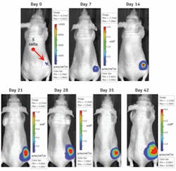 Caliper&rsquo;s Bioware Ultra cell lines express, on average, 1,000 photons per second per cell. When combined with the IVIS imaging system, it allows researchers to track and measure tumor growth and metastasis at the single-cell level before tumors are palpable. This combination can also be used to perform detailed studies of early tumor formation and the role of cancer stem cells in this process.