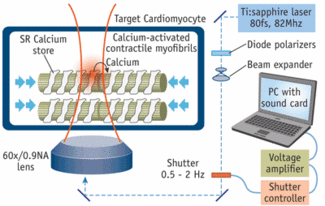 Laser pacemaker explores secrets of the heart Laser Focus World