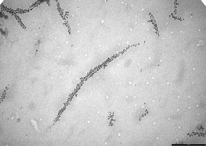 This transmission electron microscopy image of individual biotinylated carbon nanotubes show uniform coverage of biotin after immunodetection with gold-labeled antibiotin.