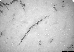 This transmission electron microscopy image of individual biotinylated carbon nanotubes show uniform coverage of biotin after immunodetection with gold-labeled antibiotin.