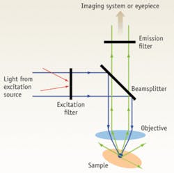 In a fluorescence microscopy system the excitation filter blocks all wavelengths except that of the excitation source, while the emission filter transmits only the desired emission range. A dichroic beamsplitter keeps the two channels separate. An objective simultaneously focuses the excitation source onto the sample and collects the fluorescence signal. In a fluorescence microscopy system the excitation filter blocks all wavelengths except that of the excitation source, while the emission filter transmits only the desired emission range. A dichroic beamsplitter keeps the two channels separate. An objective simultaneously focuses the excitation source onto the sample and collects the fluorescence signal.