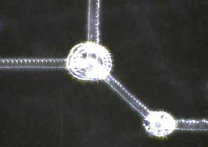 FIGURE 1. During laser patterning of transparent conductive electrodes such as indium tin oxide on a polyester substrate, the thermal effects of laser processing can be minimized by using the 355 nm laser wavelength but may still occur where the etched trace lines overlap.