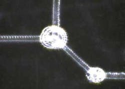 FIGURE 1. During laser patterning of transparent conductive electrodes such as indium tin oxide on a polyester substrate, the thermal effects of laser processing can be minimized by using the 355 nm laser wavelength but may still occur where the etched trace lines overlap. FIGURE 1. During laser patterning of transparent conductive electrodes such as indium tin oxide on a polyester substrate, the thermal effects of laser processing can be minimized by using the 355 nm laser wavelength but may still occur where the etched trace lines overlap.