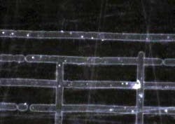 FIGURE 2. Highly pulsed fiber lasers operating at high repetition rates allow the rapid processing of ITO at linear speeds on the order of hundreds of centimeters per second. The process is sufficiently fast to avoid thermal damages adjacent to the ablated area. FIGURE 2. Highly pulsed fiber lasers operating at high repetition rates allow the rapid processing of ITO at linear speeds on the order of hundreds of centimeters per second. The process is sufficiently fast to avoid thermal damages adjacent to the ablated area.