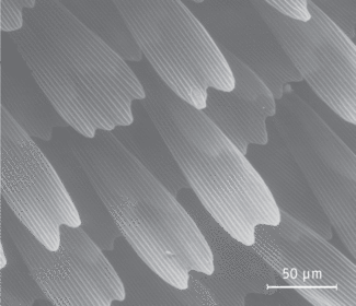 A butterfly wing is replicated using a conformal-evaporated-film-by-rotation technique. The replicated scales are typically 200 &micro;m long and 50 &micro;m wide. The magnified image shows raised longitudinal ridges spaced approximately 2.5 &micro;m apart, with a submicron net-like lattice between the scales.