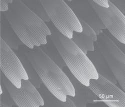 A butterfly wing is replicated using a conformal-evaporated-film-by-rotation technique. The replicated scales are typically 200 µm long and 50 µm wide. The magnified image shows raised longitudinal ridges spaced approximately 2.5 µm apart, with a submicron net-like lattice between the scales. A butterfly wing is replicated using a conformal-evaporated-film-by-rotation technique. The replicated scales are typically 200 µm long and 50 µm wide. The magnified image shows raised longitudinal ridges spaced approximately 2.5 µm apart, with a submicron net-like lattice between the scales.