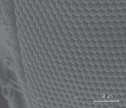 FIGURE 2. The conformal-evaporated-film-by-rotation (CEFR) technique uses an actual eye’s structure as a template to produce structures like this one, which is a replica of a fruit-fly eye. FIGURE 2. The conformal-evaporated-film-by-rotation (CEFR) technique uses an actual eye’s structure as a template to produce structures like this one, which is a replica of a fruit-fly eye.