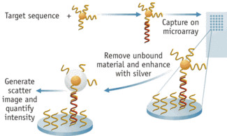 Nanosphere&rsquo;s approach to direct detection of nucleic acid involves binding a gold nanosphere to the target sequence, and coating the nanoparticle with highly reflective silver that reflects LED light.