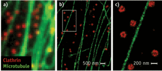 Conventional images of microtubules and clathrin-coated pits (CCPs) in a cell (a) lack the resolution provided by STORM (b and c). Microtubules (green) and clathrin (red) were stained with labeled antibodies.