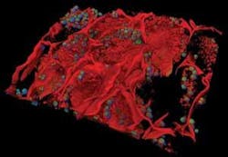 Standards are needed for quantifying low light levels in fluorescence microscopy. Standards are needed for quantifying low light levels in fluorescence microscopy.