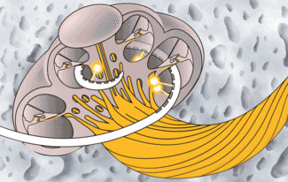 Figure 1. One potential design of an optical cochlear implant involves many small optical sources embedded in an array that is inserted into the scala tympani of the cochlea. Infrared pulses are delivered independently at various locations along the array, taking advantage of the tonotopic organization of the cochlea. The optical beam is directed toward the spiral ganglion cells and does not diverge significantly from the spot size exiting the array, thereby selectively stimulating the cells.