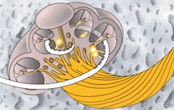 Figure 1. One potential design of an optical cochlear implant involves many small optical sources embedded in an array that is inserted into the scala tympani of the cochlea. Infrared pulses are delivered independently at various locations along the array, taking advantage of the tonotopic organization of the cochlea. The optical beam is directed toward the spiral ganglion cells and does not diverge significantly from the spot size exiting the array, thereby selectively stimulating the cells. Figure 1. One potential design of an optical cochlear implant involves many small optical sources embedded in an array that is inserted into the scala tympani of the cochlea. Infrared pulses are delivered independently at various locations along the array, taking advantage of the tonotopic organization of the cochlea. The optical beam is directed toward the spiral ganglion cells and does not diverge significantly from the spot size exiting the array, thereby selectively stimulating the cells.