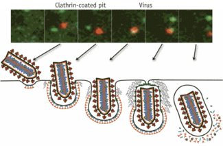 FIGURE 1. A virus (red in upper images) is able to enter a cell through a clathrin-coated pit that facilitates internalization of the virus.