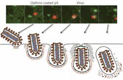 FIGURE 1. A virus (red in upper images) is able to enter a cell through a clathrin-coated pit that facilitates internalization of the virus. FIGURE 1. A virus (red in upper images) is able to enter a cell through a clathrin-coated pit that facilitates internalization of the virus.