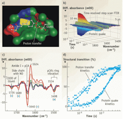 FTIR-based analysis of the mechanism of receptor activation in photoactive yellow protein (PYP)–using microsecond time-resolved FTIR difference spectroscopy and vibrational structural markers–illustrates the power of infrared spectroscopy. The active region of PYP includes the chromophore (pCA) and proton donor (Glu46); the atoms lining these two groups are shown in space filling representation with C, N, O, and S atoms in green, blue, red, and yellow (a). Time-resolved FTIR step-scan data show the spectral differences for receptor activation in PYP (b). Selected spectra from 25 µs (purple) to 6.6 ms (red); key vibrational spectral bands are indicated (c). The time course of vibrational structural marker bands during receptor activation in PYP reveals that proton transfer precedes large protein conformational changes. This finding supports our prediction based on the electrostatic epicenter model for protein quake and receptor activation (d). FTIR-based analysis of the mechanism of receptor activation in photoactive yellow protein (PYP)–using microsecond time-resolved FTIR difference spectroscopy and vibrational structural markers–illustrates the power of infrared spectroscopy. The active region of PYP includes the chromophore (pCA) and proton donor (Glu46); the atoms lining these two groups are shown in space filling representation with C, N, O, and S atoms in green, blue, red, and yellow (a). Time-resolved FTIR step-scan data show the spectral differences for receptor activation in PYP (b). Selected spectra from 25 µs (purple) to 6.6 ms (red); key vibrational spectral bands are indicated (c). The time course of vibrational structural marker bands during receptor activation in PYP reveals that proton transfer precedes large protein conformational changes. This finding supports our prediction based on the electrostatic epicenter model for protein quake and receptor activation (d).