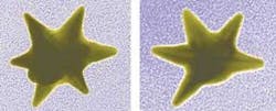 Star-shaped gold nanoparticles enhance the amount of reflected light. Star-shaped gold nanoparticles enhance the amount of reflected light.